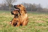 RODESIAN RIDGEBACK 103